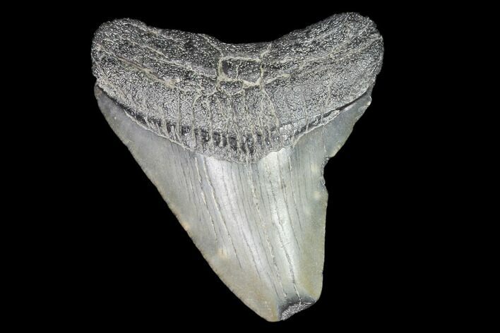 Juvenile Megalodon Tooth - Georgia #101370
